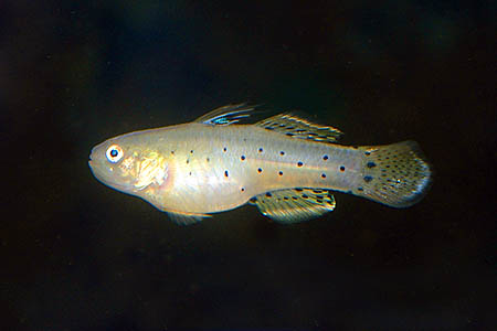 Stigmatogobius sadanundio female
