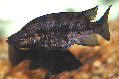 Stomatepia pindu adult in stress colouration