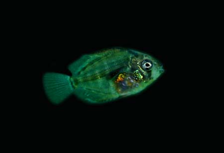 Juvenile Symphysodon aequifasciata