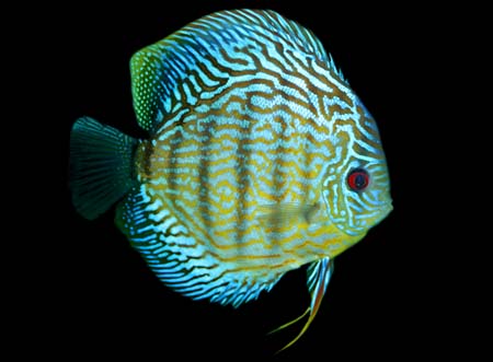 Symphysodon aequifasciata - "Red Eagle"