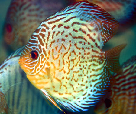 Symphysodon aequifasciata - "Red Spotted Green"