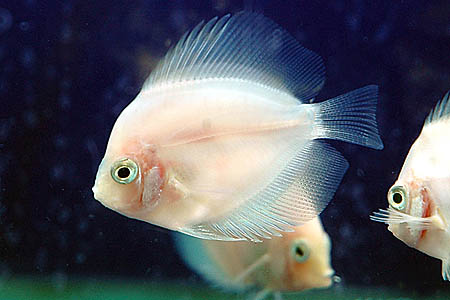 Symphysodon aequifasciata - "White Diamond"