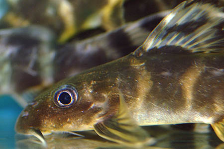 Synodontis brichardi