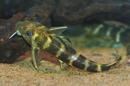 Synodontis brichardi