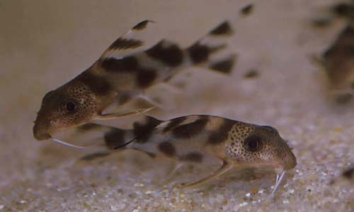 Synodontis decorus juveniles