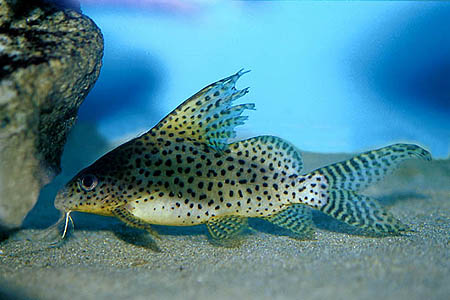 Synodontis eupterus subadult