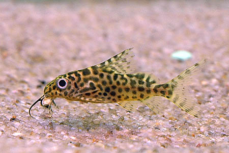 Synodontis eupterus juvenile