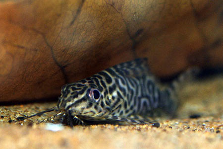Synodontis eupterus juvenile
