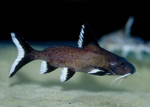Synodontis granulosus