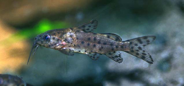 Synodontis nigrita juvenile