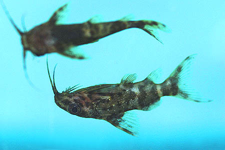 Synodontis nigriventris