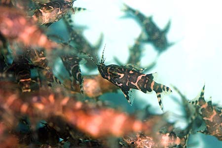 Synodontis nigriventris