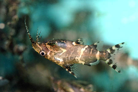 Synodontis nigriventris