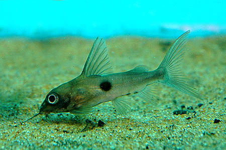 One-spot Synodontis (Synodontis notatus)