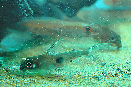 One-spot Synodontis (Synodontis notatus)