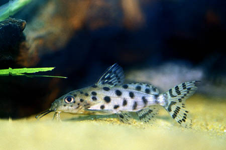 Ocellated Synodontis (Synodontis ocellifer)