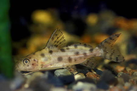 Ocellated Synodontis (Synodontis ocellifer)