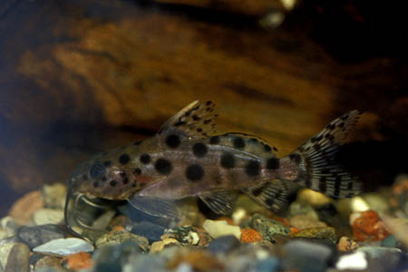 Ocellated Synodontis (Synodontis ocellifer)