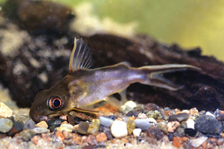 Big Eyed Synodontis (Synodontis pleurops)