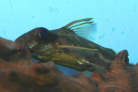 Big Eyed Synodontis (Synodontis pleurops)