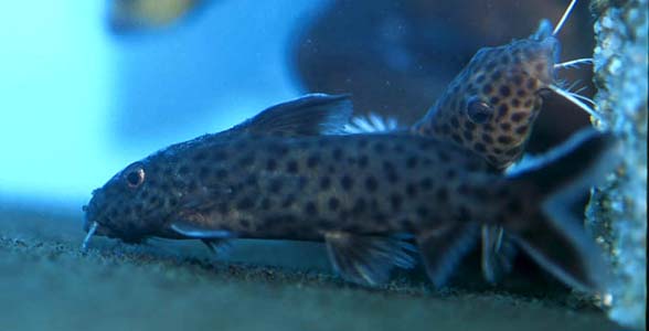 Synodontis polli