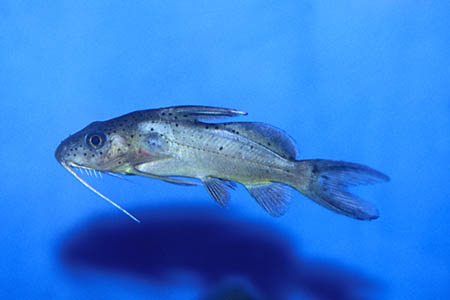 Synodontis schall