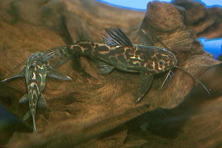 Synodontis schoutedeni