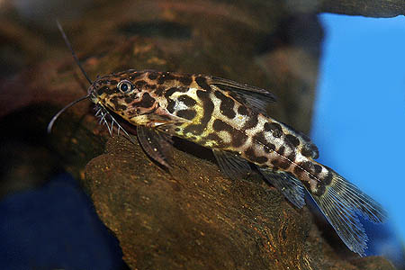Synodontis schoutedeni