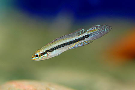 Taeniacara candidi