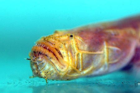 Taenioides cirratus