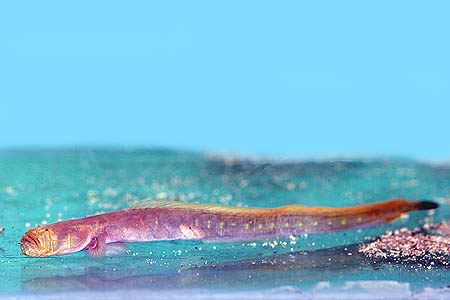 Taenioides cirratus