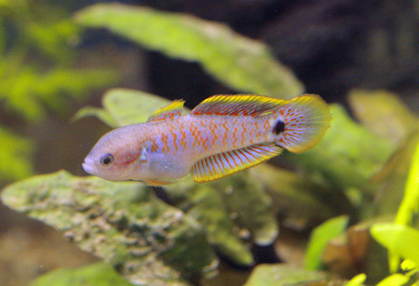 Tateurndina ocellicauda male