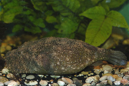Tetraodon baileyi