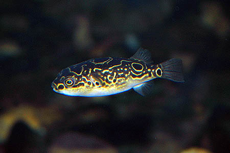 Tetraodon biocellatus adult