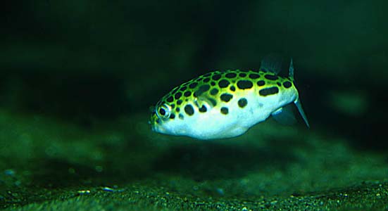 Tetraodon fluviatilis