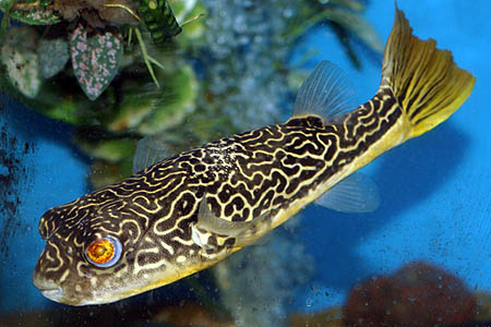 Tetraodon mbu