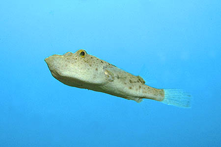 Tetraodon miurus