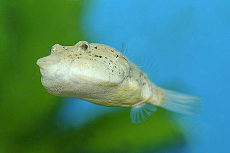Tetraodon miurus