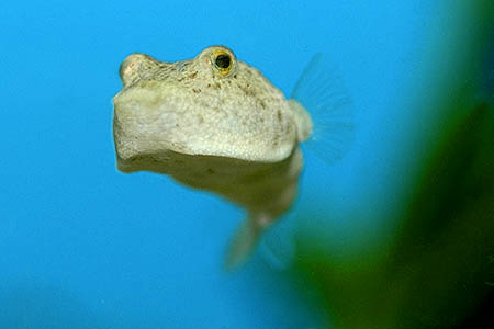 Tetraodon miurus