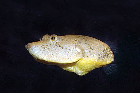 Tetraodon miurus