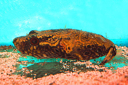 Tetraodon palembangensis