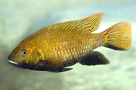 Tilapia guinasana olive form adult