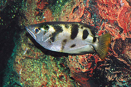 Toxotes chatareus adult