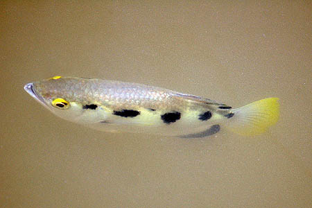 Toxotes chatareus adult