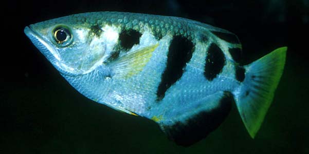 Toxotes chatareus adult