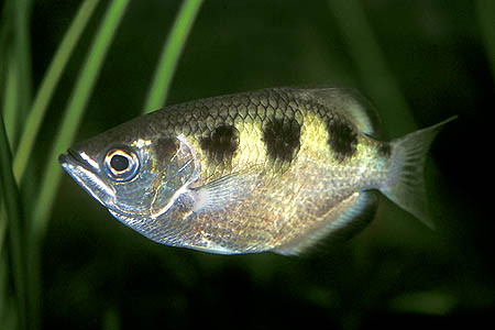 Toxotes chatareus adult