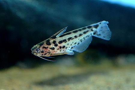 Trachelyichthys decaradiatus