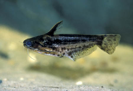 Pygmy Driftwood Catfish (Trachelyichthys exilis)
