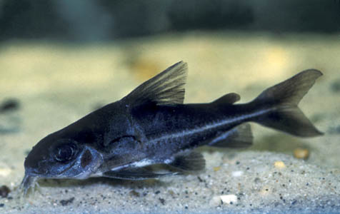 Trachydoras steindachneri