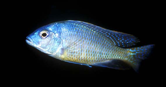 Tramitichromis intermedius male
